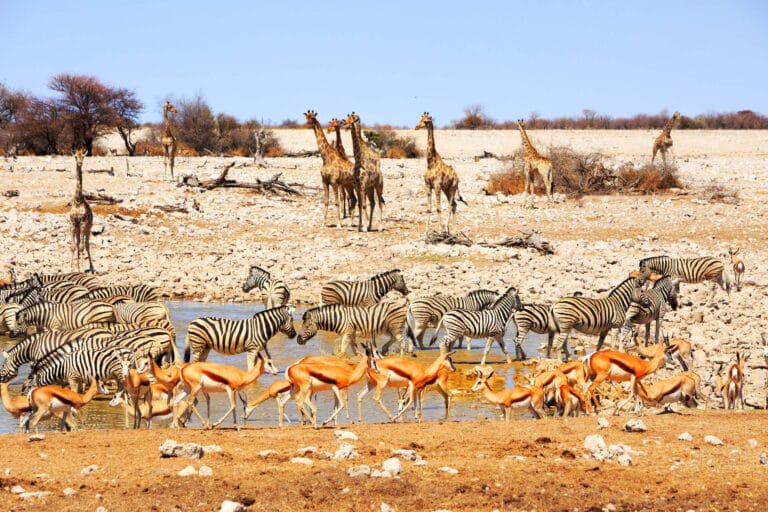 Spektakuläres Namibia (S026)