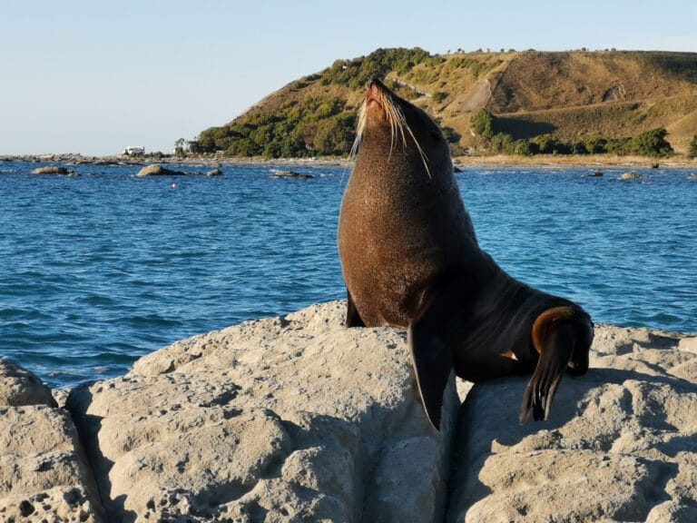Reisen wie die Boomies - Neuseeland Kombi Süd- & Nordinsel (PP006)