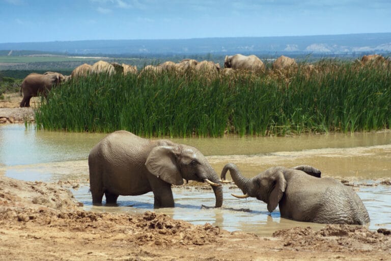 Südafrika: Zauberhafte Garden Route (H003)