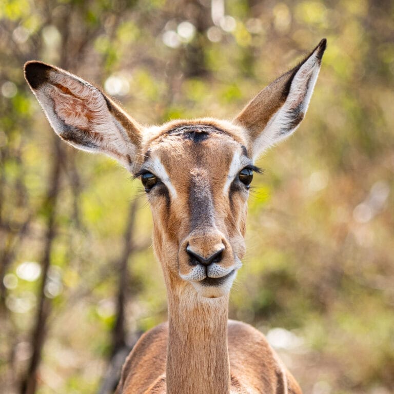 Südafrika & Simbabwe: Abenteuer im Krüger-Nationalpark und auf dem Zambezi (H018)
