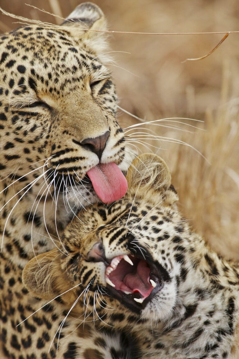 Auf Safari in Südafrika (H011)