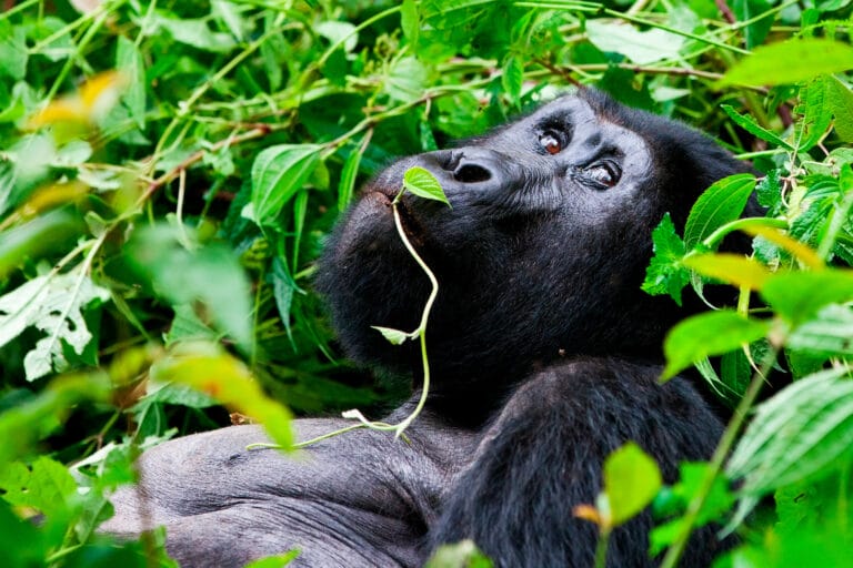 Uganda hautnah (AA002)