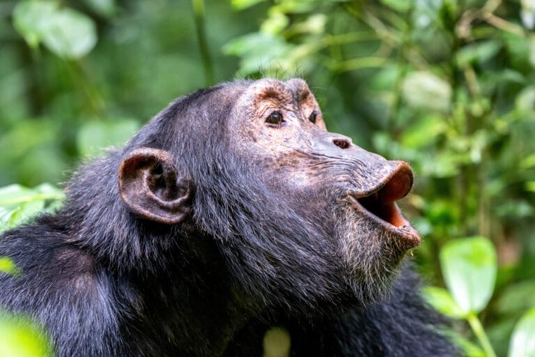 Uganda hautnah (AA002)