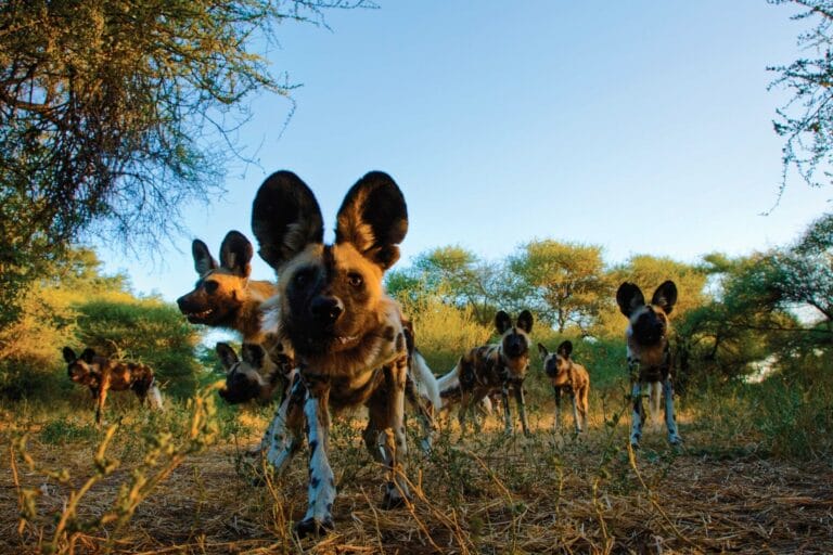 Botswana Entdecken (AE021)