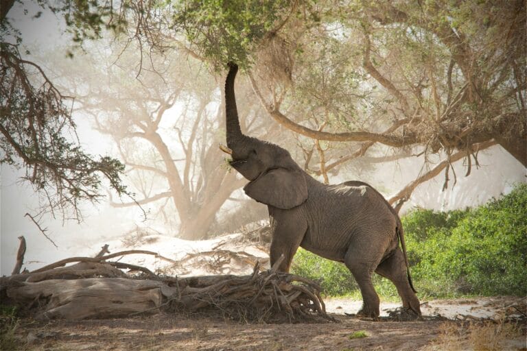 Spektakuläres Namibia (S026)