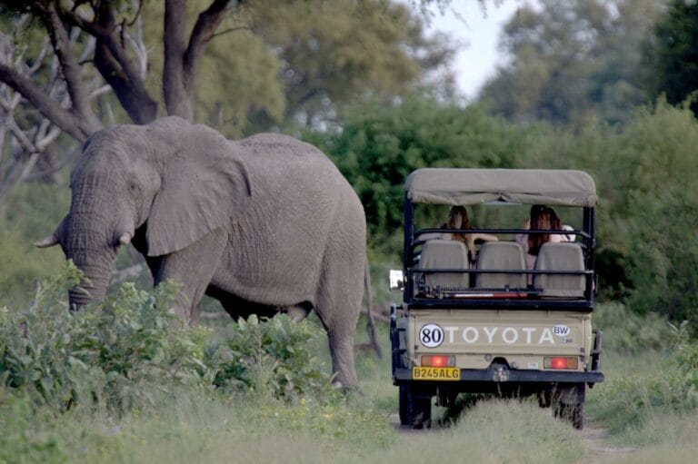 Safari von Kapstadt über Namibia und Botswana bis zu den Victoriafällen (N003)