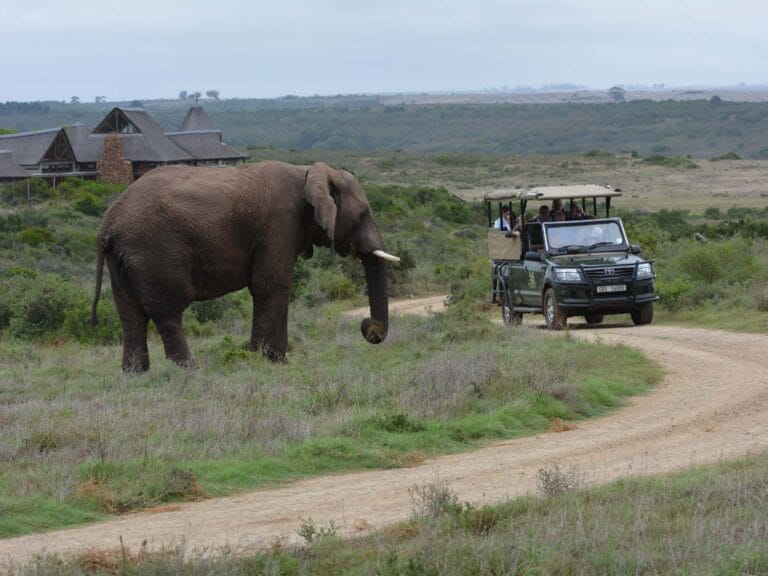 Kontraste Südafrikas: Tierparadies Krüger & Kapstadt mit Western Cape (S038)